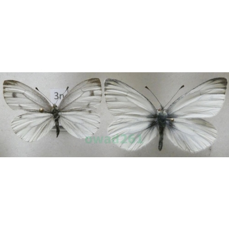 Pieris napi (Linnaeus, 1758) pair Bielinek bytomkowiec Poland3n